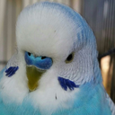 budgiebuds avatar