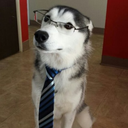 business--wolf avatar