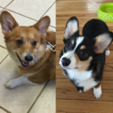 bustercorgi avatar