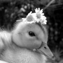 bw-baby-ducks avatar