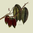 cacaotree avatar