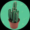 cacti-discourse-blog avatar