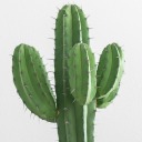 cactusflowersstuff avatar