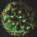 cactussucculentcollection avatar