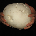 calvatia-gigantea avatar