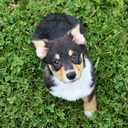 calvinthecutestcorgi avatar