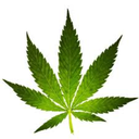 cannabishashish avatar