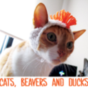 catsbeaversandducks avatar