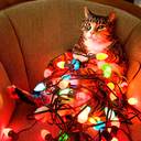 catswithchristmaslights avatar