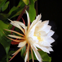 cereus-stars avatar