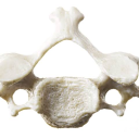 cervicalvertebrae avatar