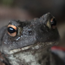 charismatictoad avatar