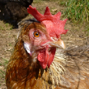 chookdook avatar