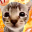 chubbycat avatar