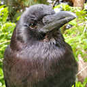 chubbycrow avatar