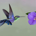 colibri44love avatar