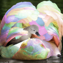 colorful-cygnet avatar