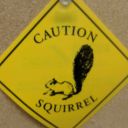 conspiringsquirrel avatar