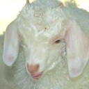 coquettesheep avatar