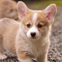 corgieverything-blog avatar