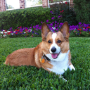 corgimommie avatar