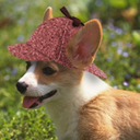 corgiofbaskerville avatar