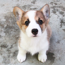 corgok avatar