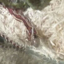 corneliuscaramelcornsnake avatar