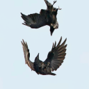 corvidsandcompany avatar