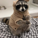 cottagecore-raccoon avatar