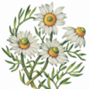 covenantofchamomile avatar