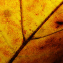 cozy-autumn-feelings avatar