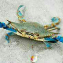 crabberoni avatar