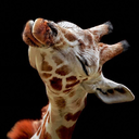 crankygiraffe avatar