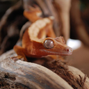 crestedgecko avatar