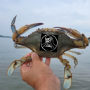 crustacean-punk avatar