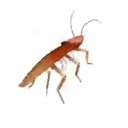 cuckroach avatar