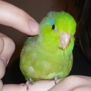 curtisbirdis avatar