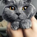 cutecats44 avatar