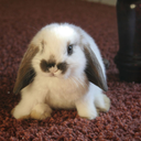 cutest-bunnies avatar