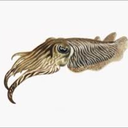 cuttlefish3011 avatar