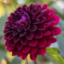 dahlias-garden avatar