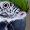 dailyparrots-blog avatar