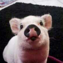 dailypiggie avatar