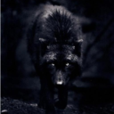 darkblackwolf avatar