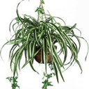 decoratingwithhouseplants avatar