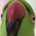 derpbirbz-blog avatar