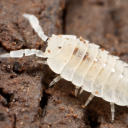 descriptive-isopods avatar