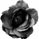 dirty-roses-blog avatar