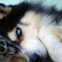 dogreblog avatar